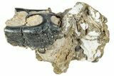 Fossil Desmostylus (Hippo-Like Animal) Molar - California #241166-1